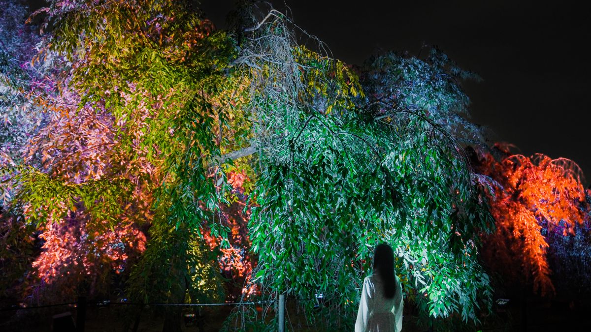 Resonating Trees - Weeping Cherry | teamLab