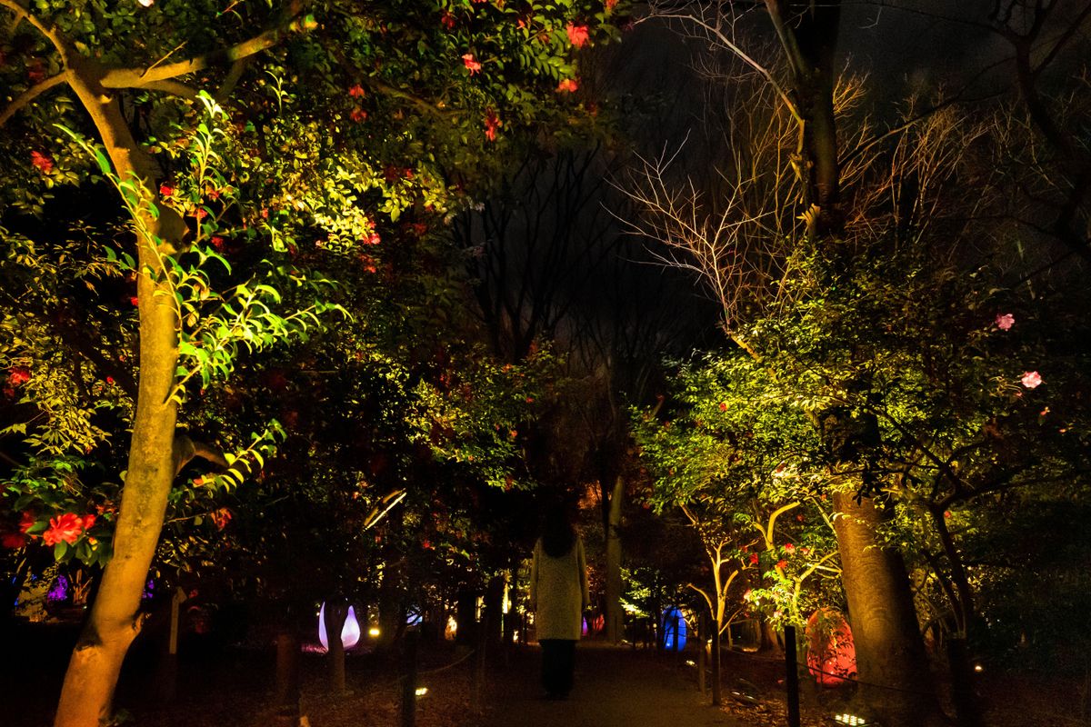 Resonating Trees - Common Camellia | teamLab