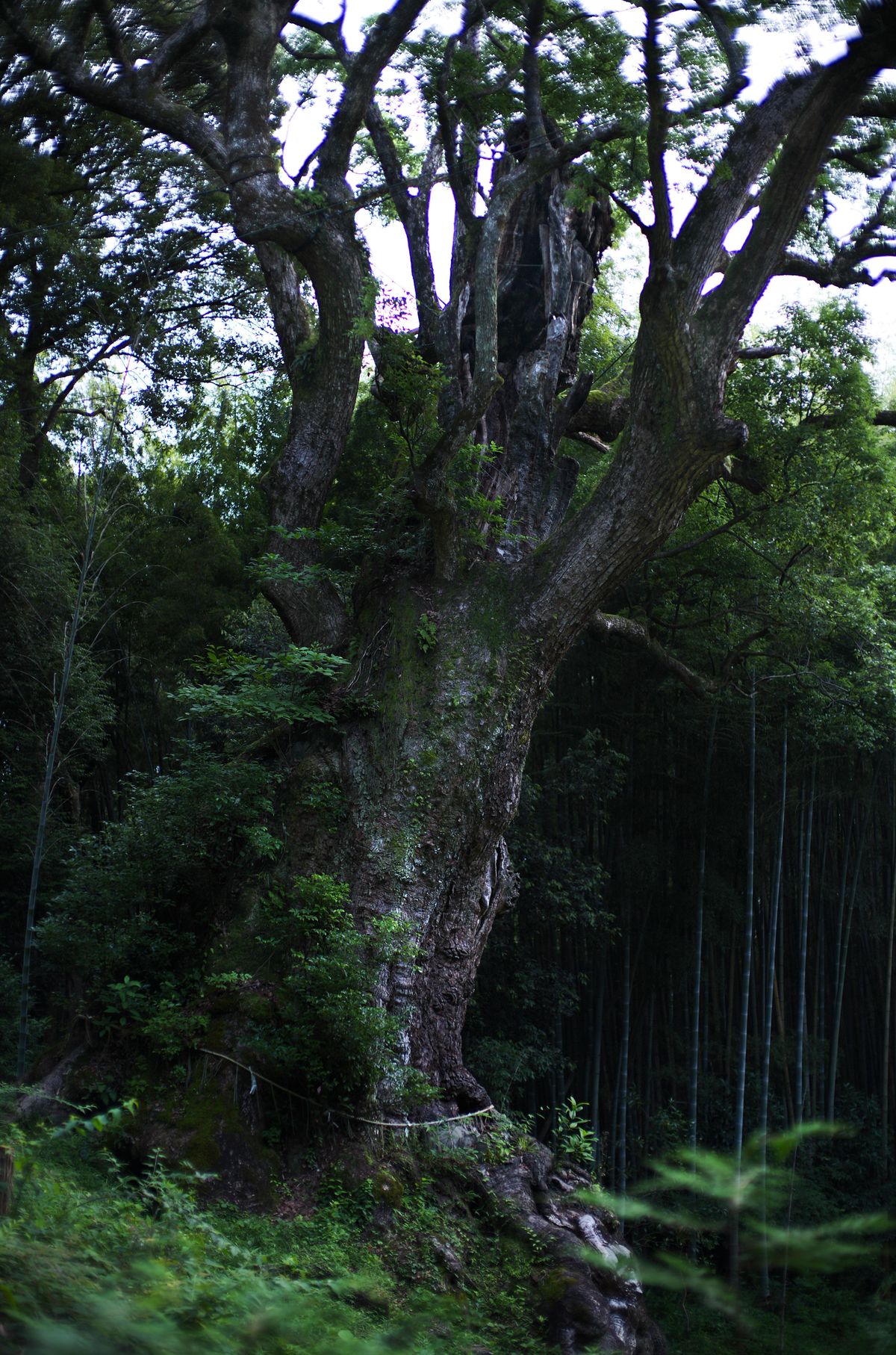 Excavated Path Leading to the Ancient Sacred Tree | teamLab