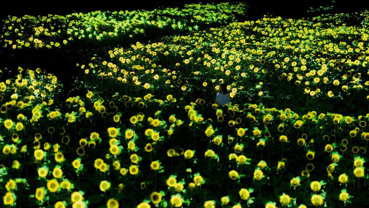 Life is Flickering Light Floating in the Dark - Sunflowers | teamLab
