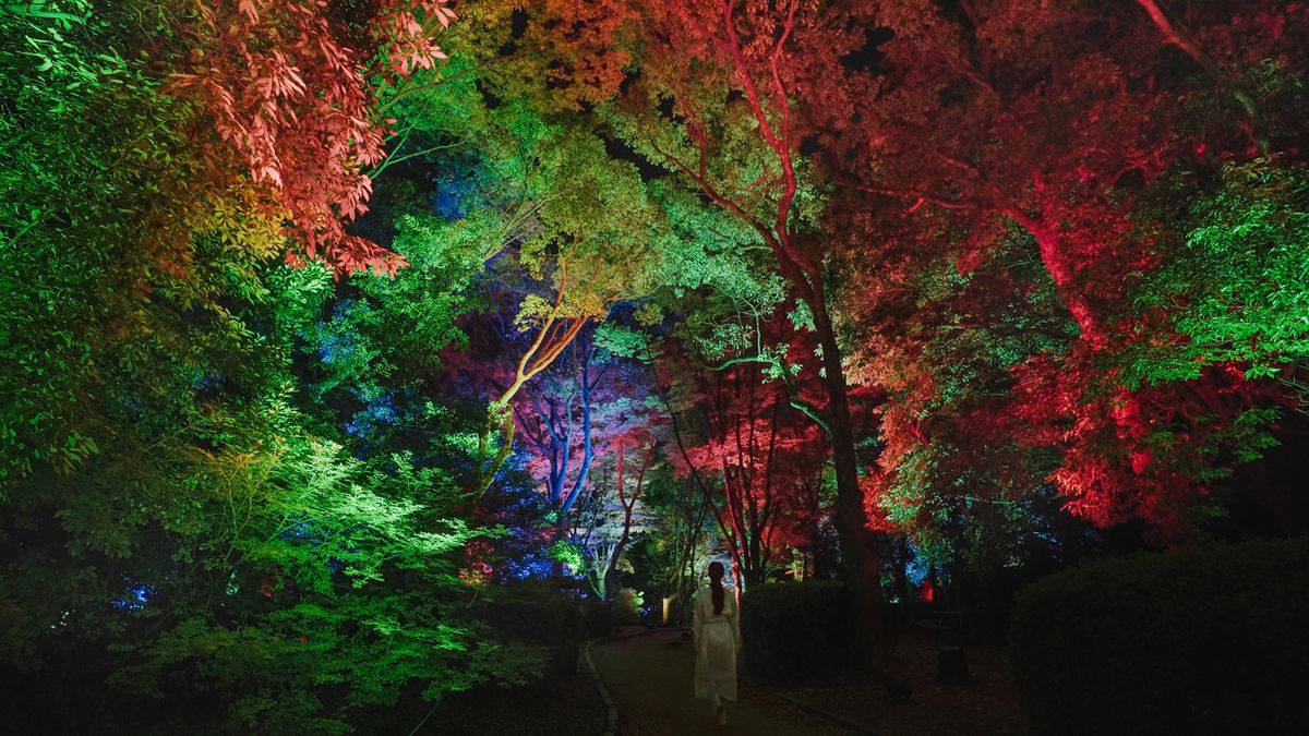 呼応する木々 / Resonating Trees | teamLab / チームラボ