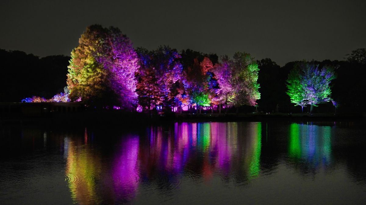 Resonating Trees - Formosan Gum and Cypress Trees | teamLab