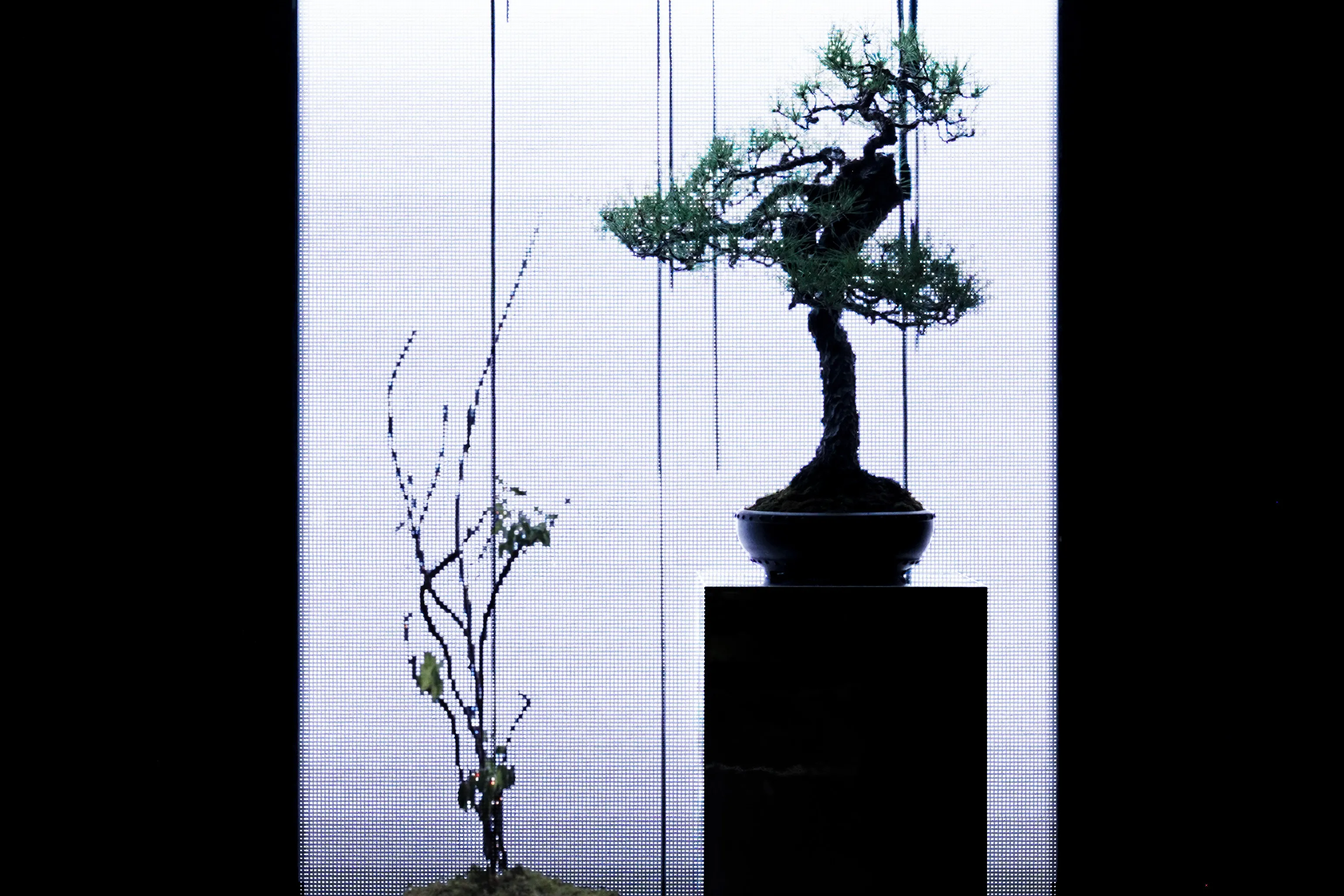新着作品展示画像