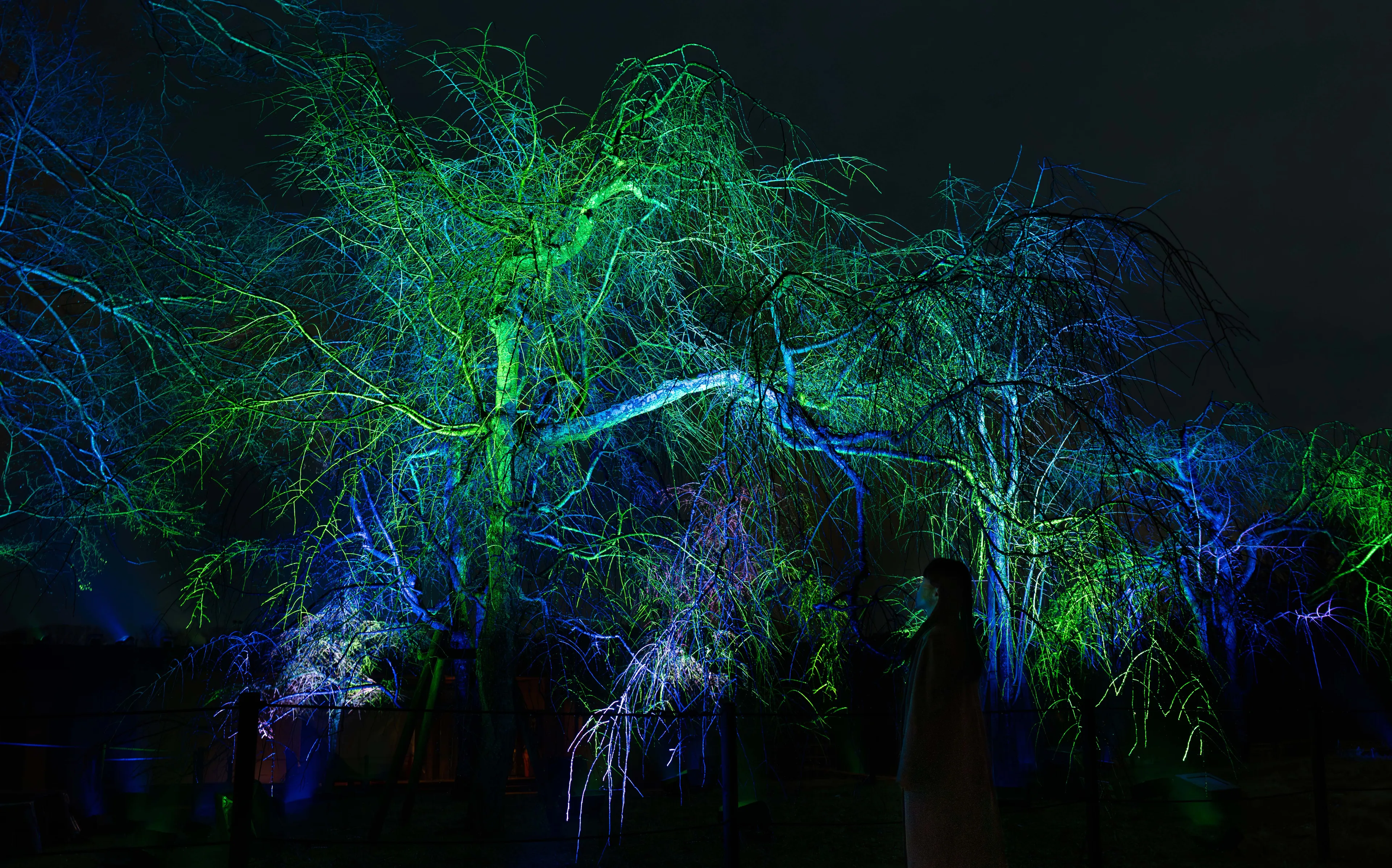 Resonating Trees - Weeping Cherry | teamLab