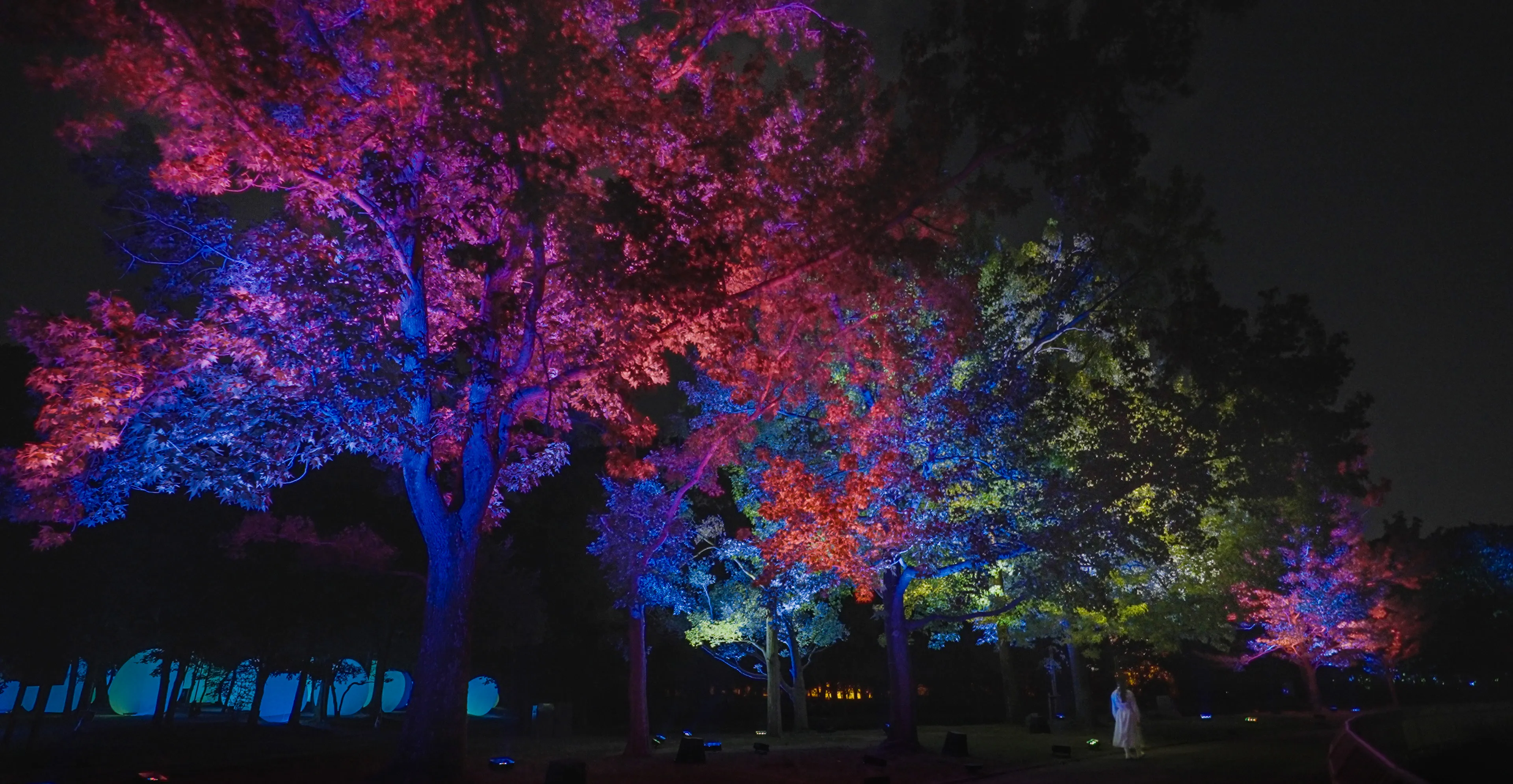 呼応する木々 - フウ / Resonating Trees - Formosan Gum | teamLab / チームラボ