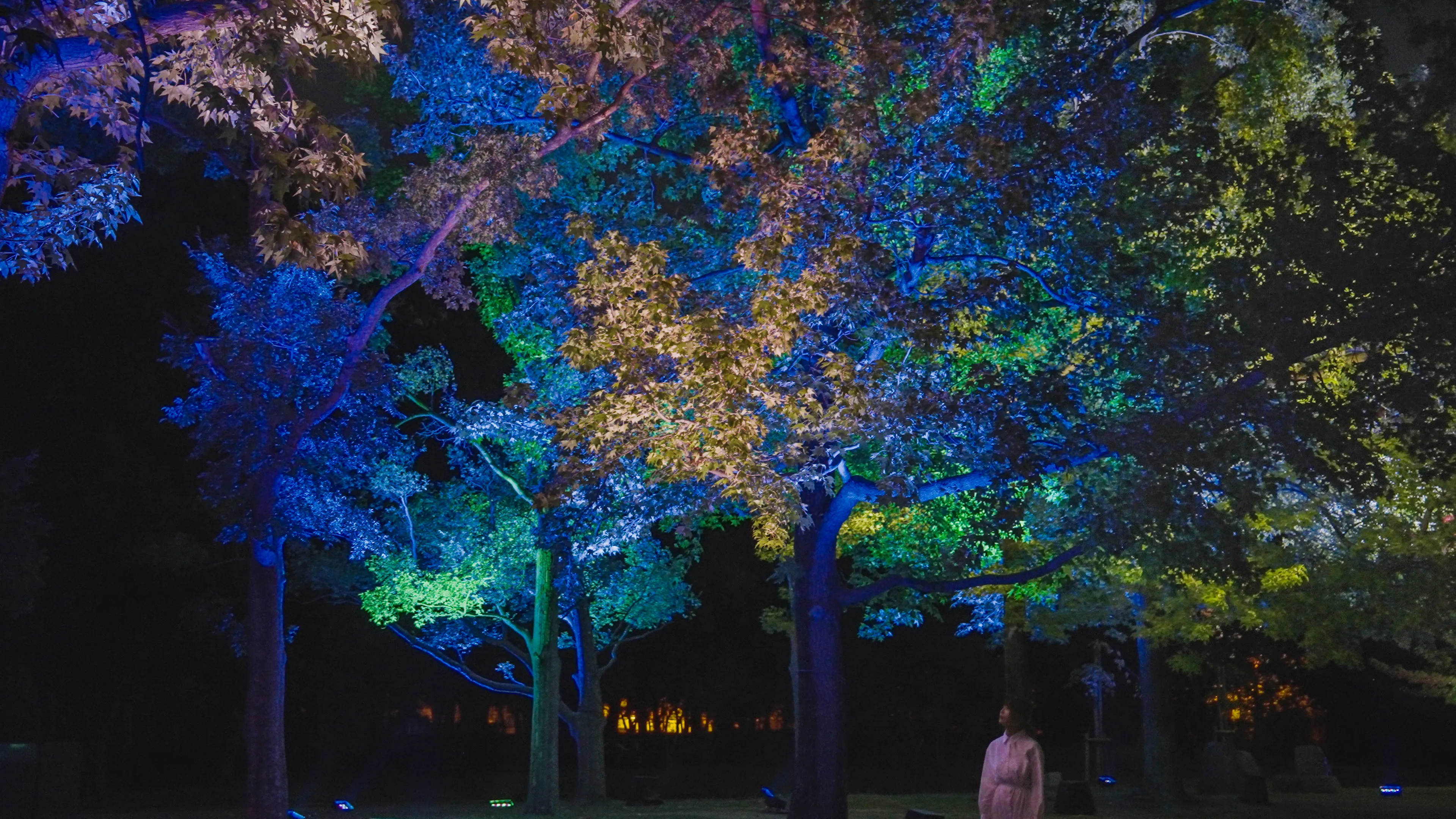 呼応する木々 - フウ / Resonating Trees - Formosan Gum | teamLab / チームラボ