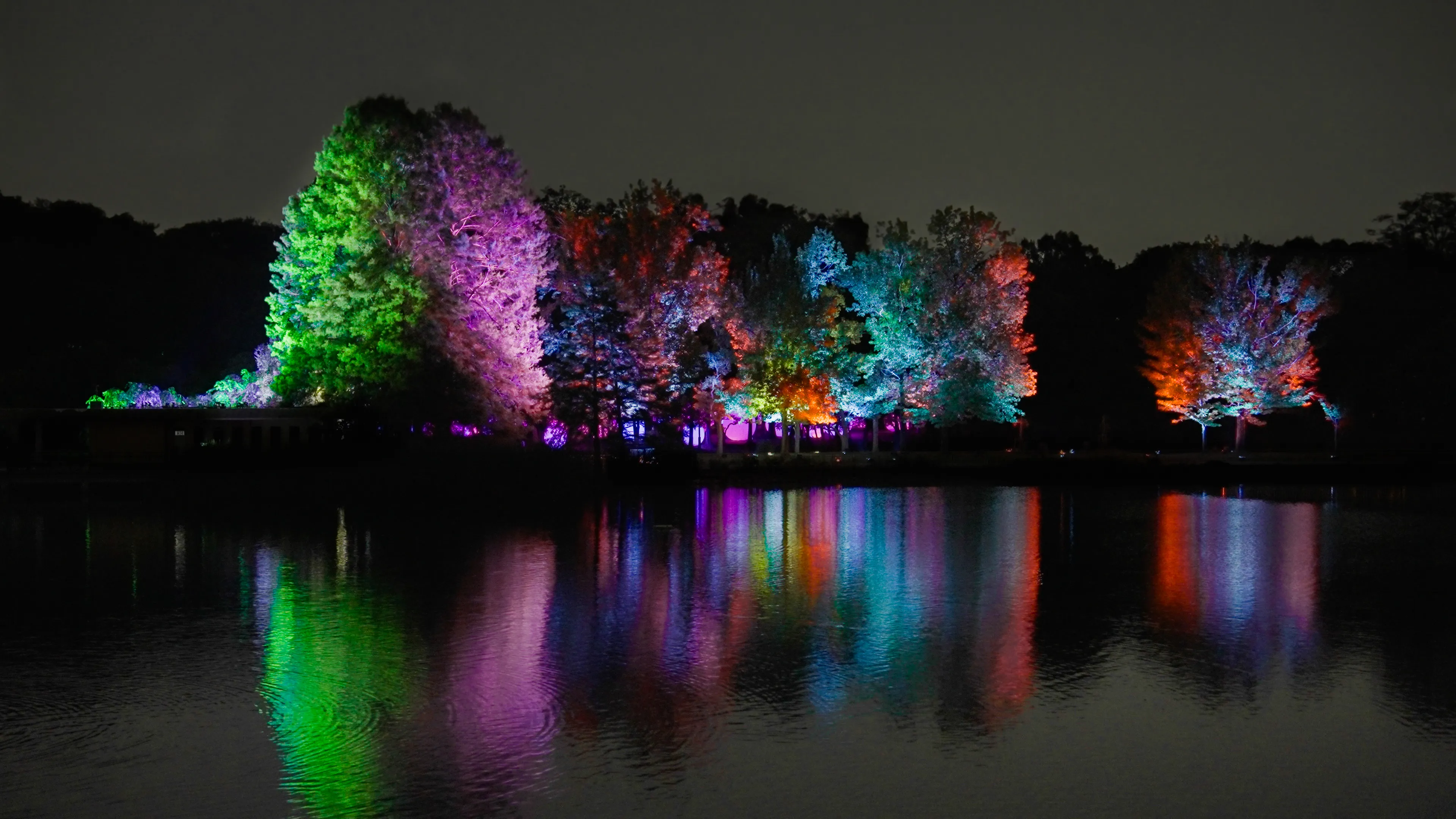 Resonating Trees - Formosan Gum and Cypress Trees | teamLab