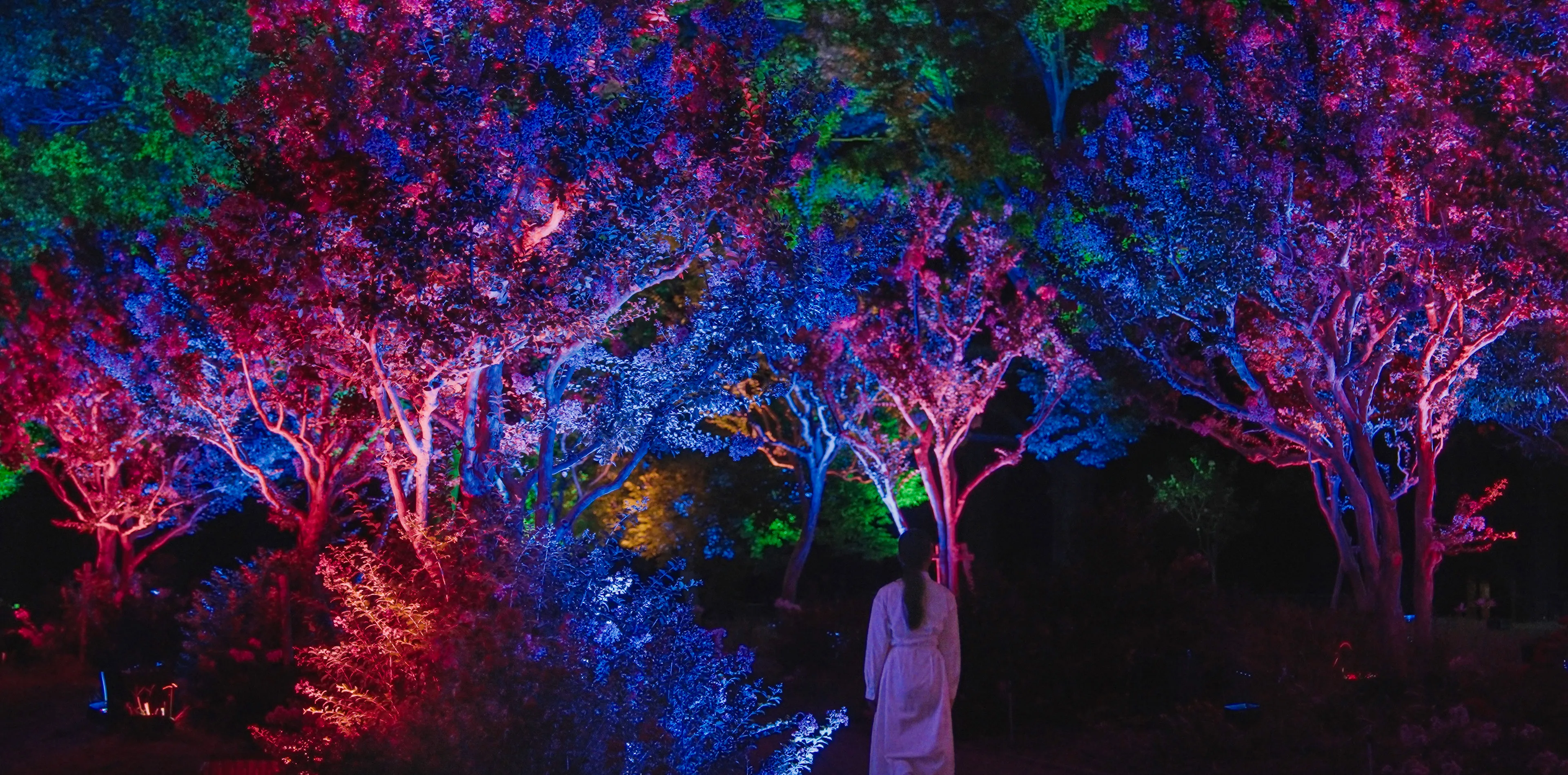 呼応する木々 - サルスベリ / Resonating Trees - Crape Myrtles | teamLab / チームラボ