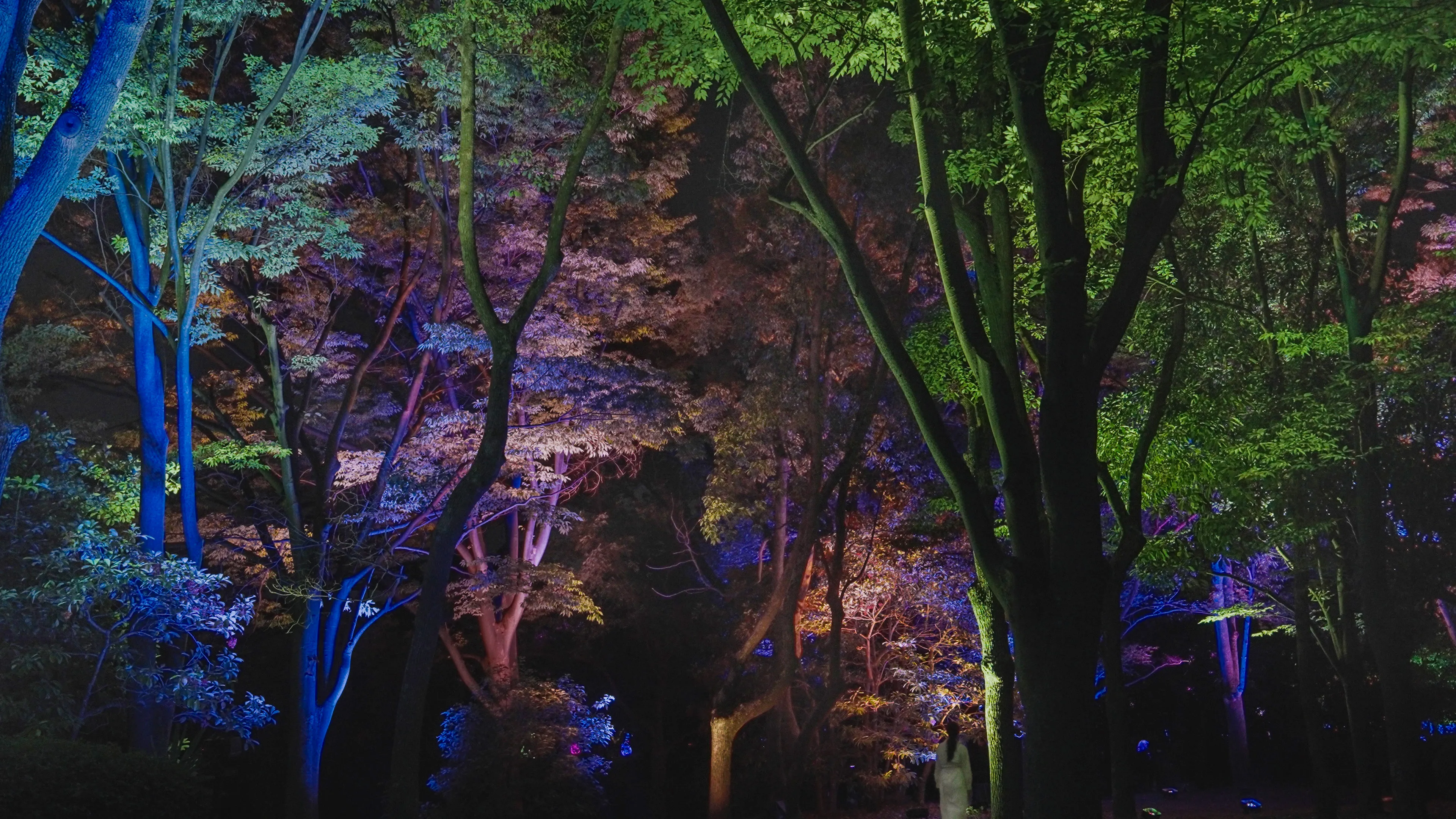 Resonating Trees - Camphor tree and Zelkova | teamLab