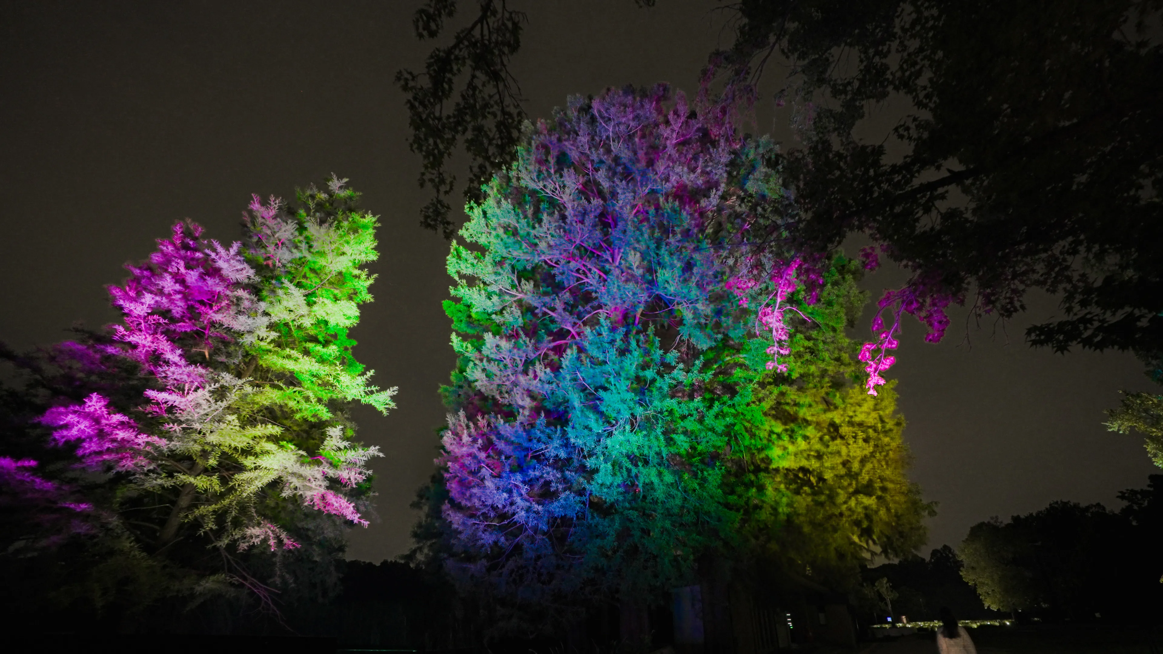 Resonating Trees - Formosan Gum and Cypress Trees | teamLab