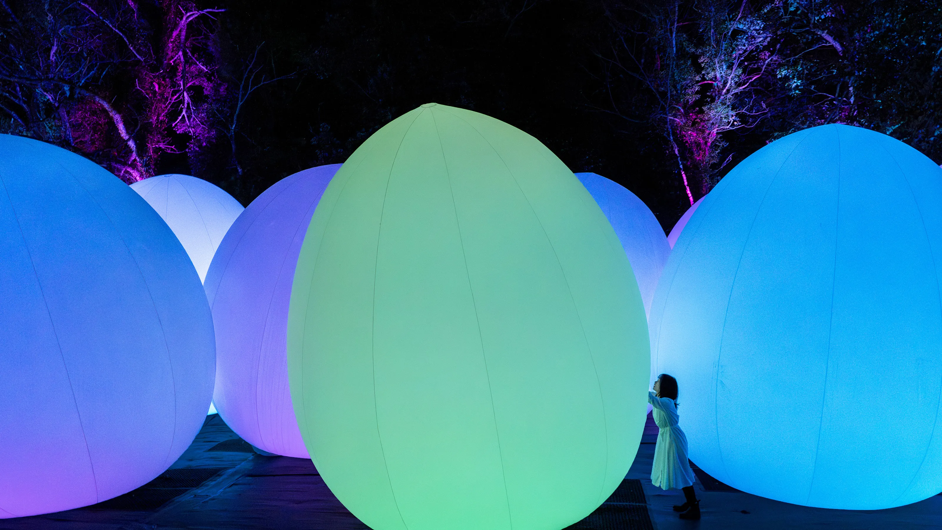 自立しつつも呼応する生命 / Autonomous Resonating Life | teamLab / チームラボ