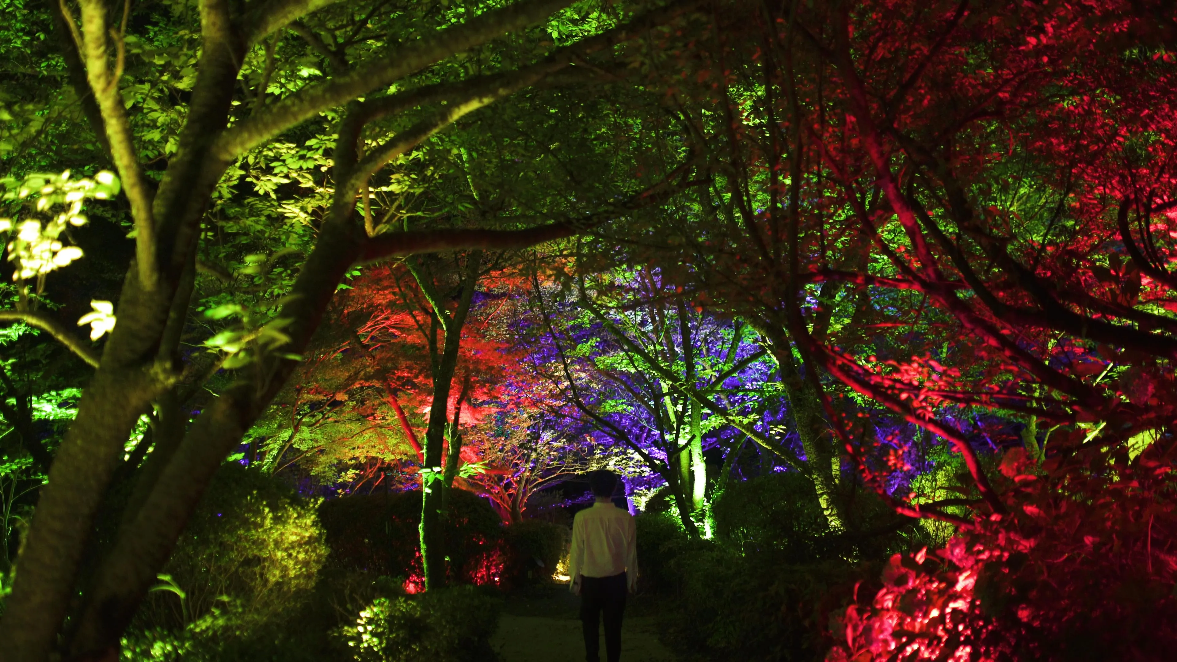 夏樱与夏枫之呼应森林 / Resonating Forest - Cherry Blossoms and Maple | teamLab