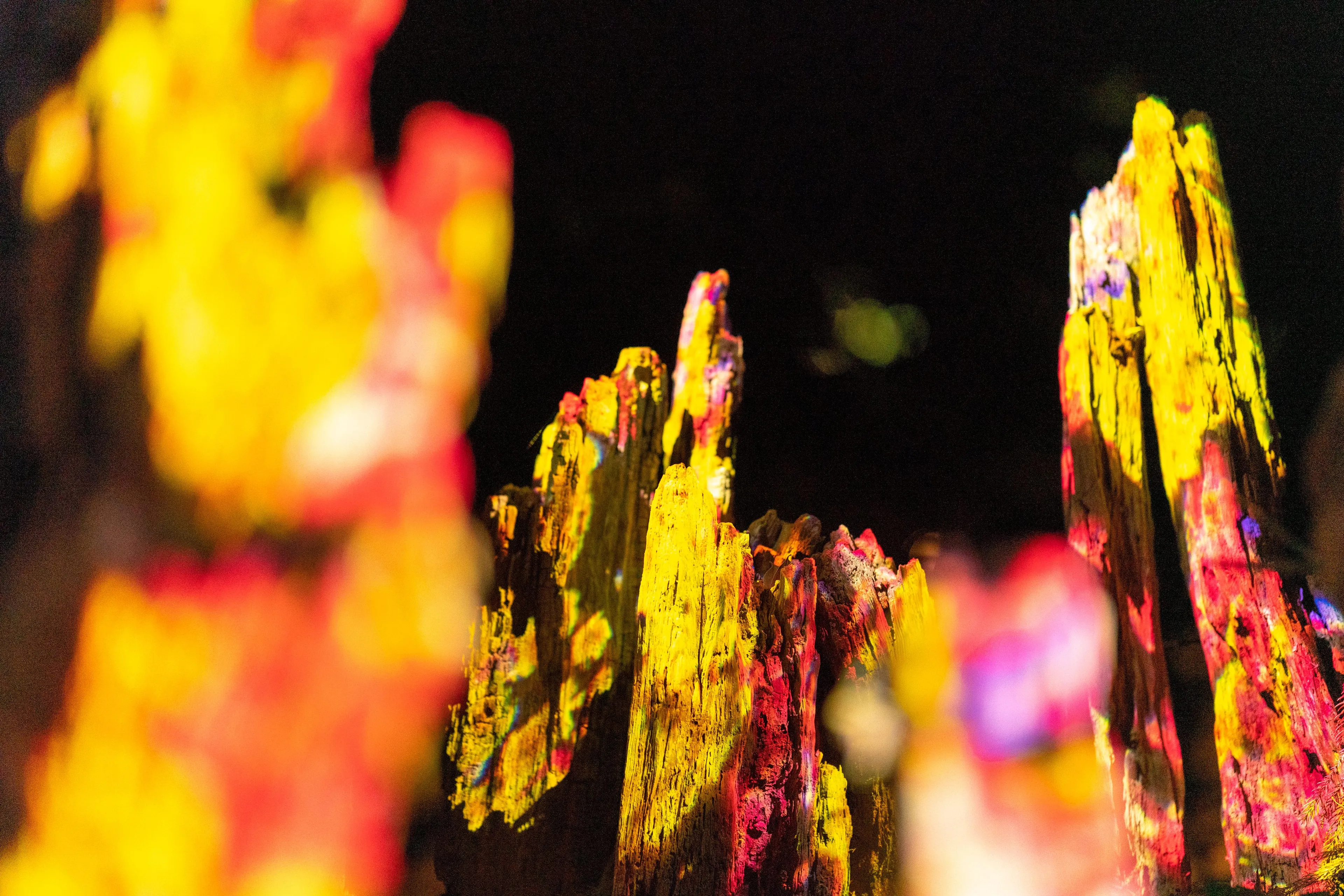 不断繁殖生命的倒木──次郎杉 / Ever Blossoming Life Tree - Fallen Jiro Cedar | teamLab