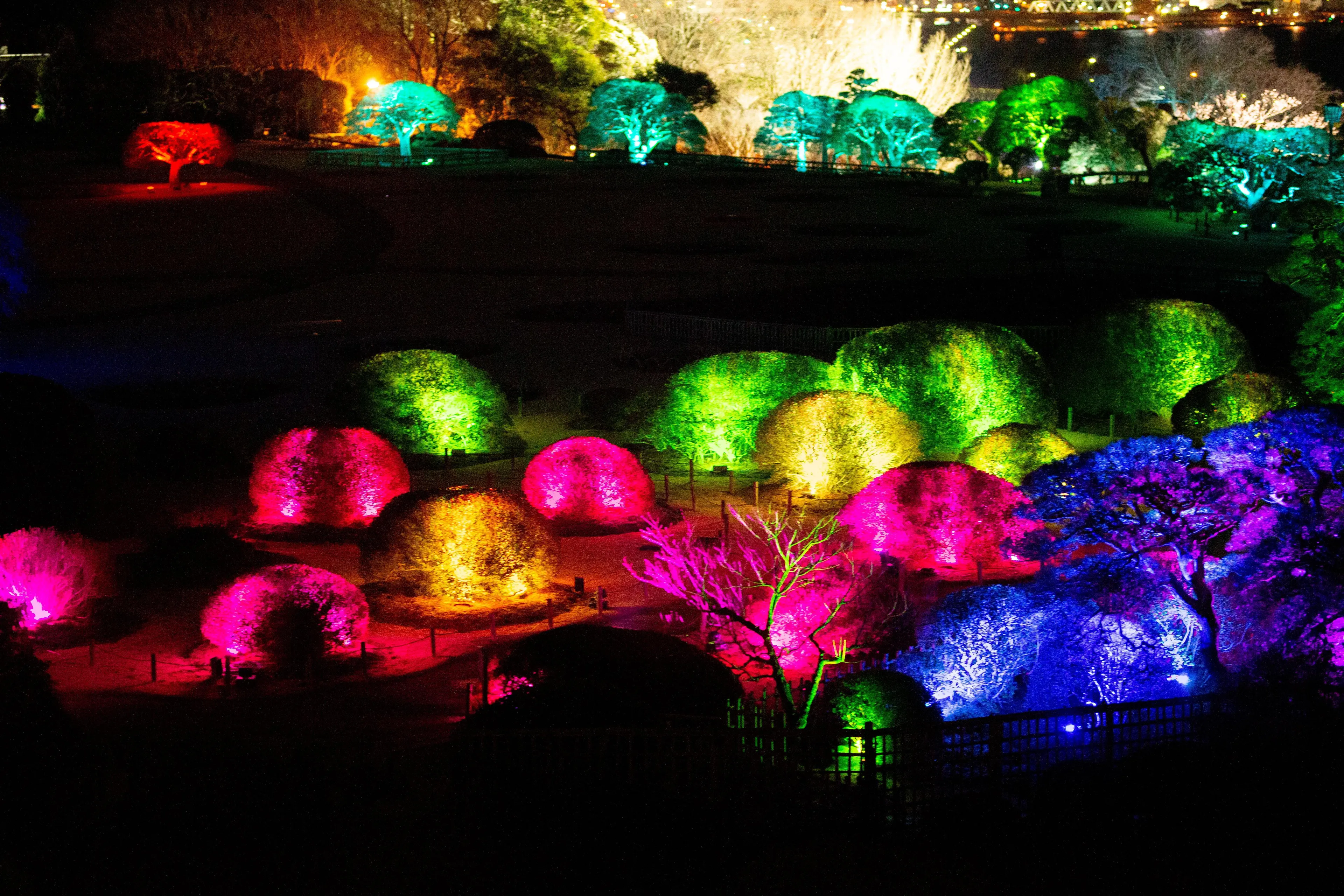 呼应之松与杜鹃花 / Resonating Pine and Azalea | teamLab