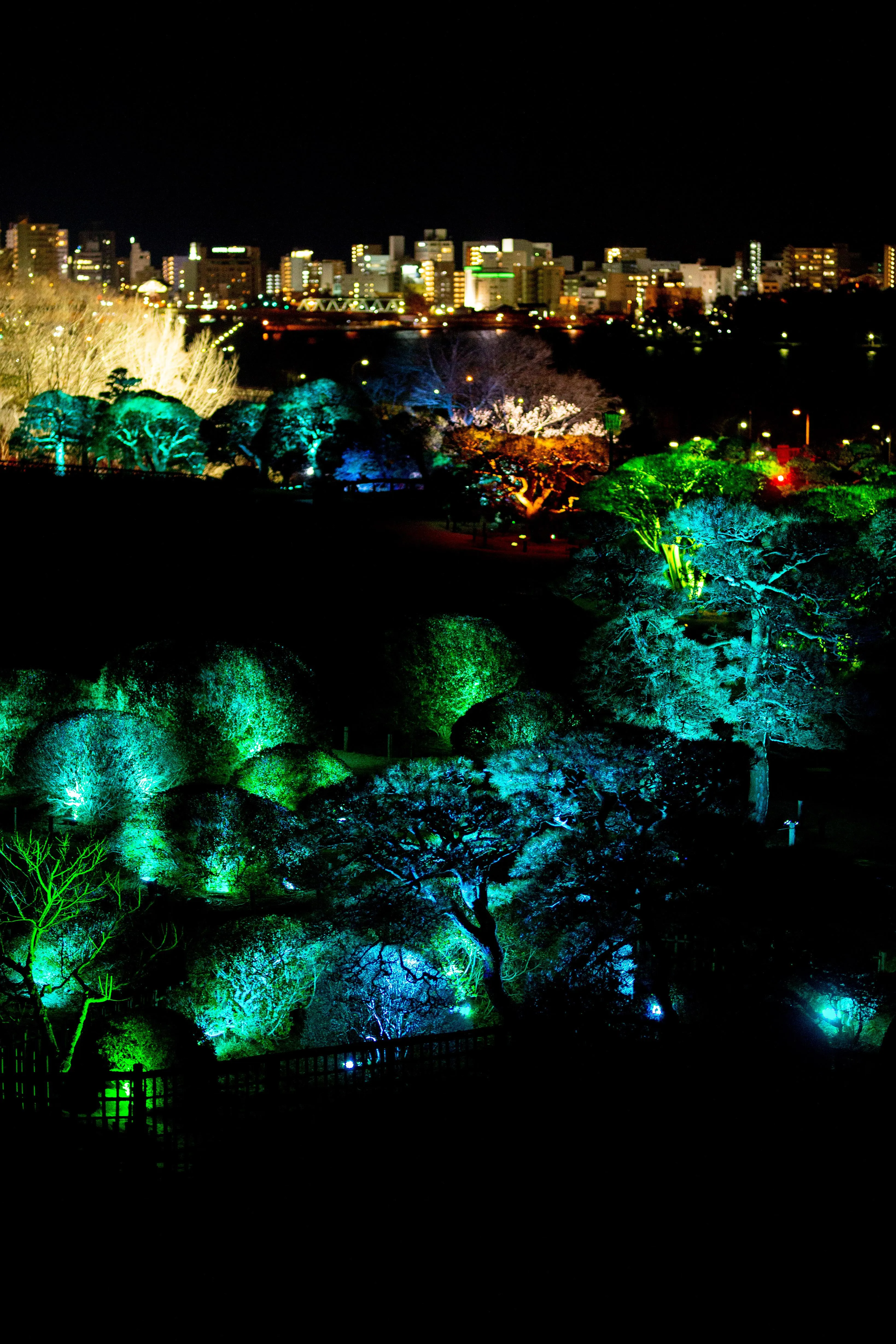 呼应之松与杜鹃花 / Resonating Pine and Azalea | teamLab