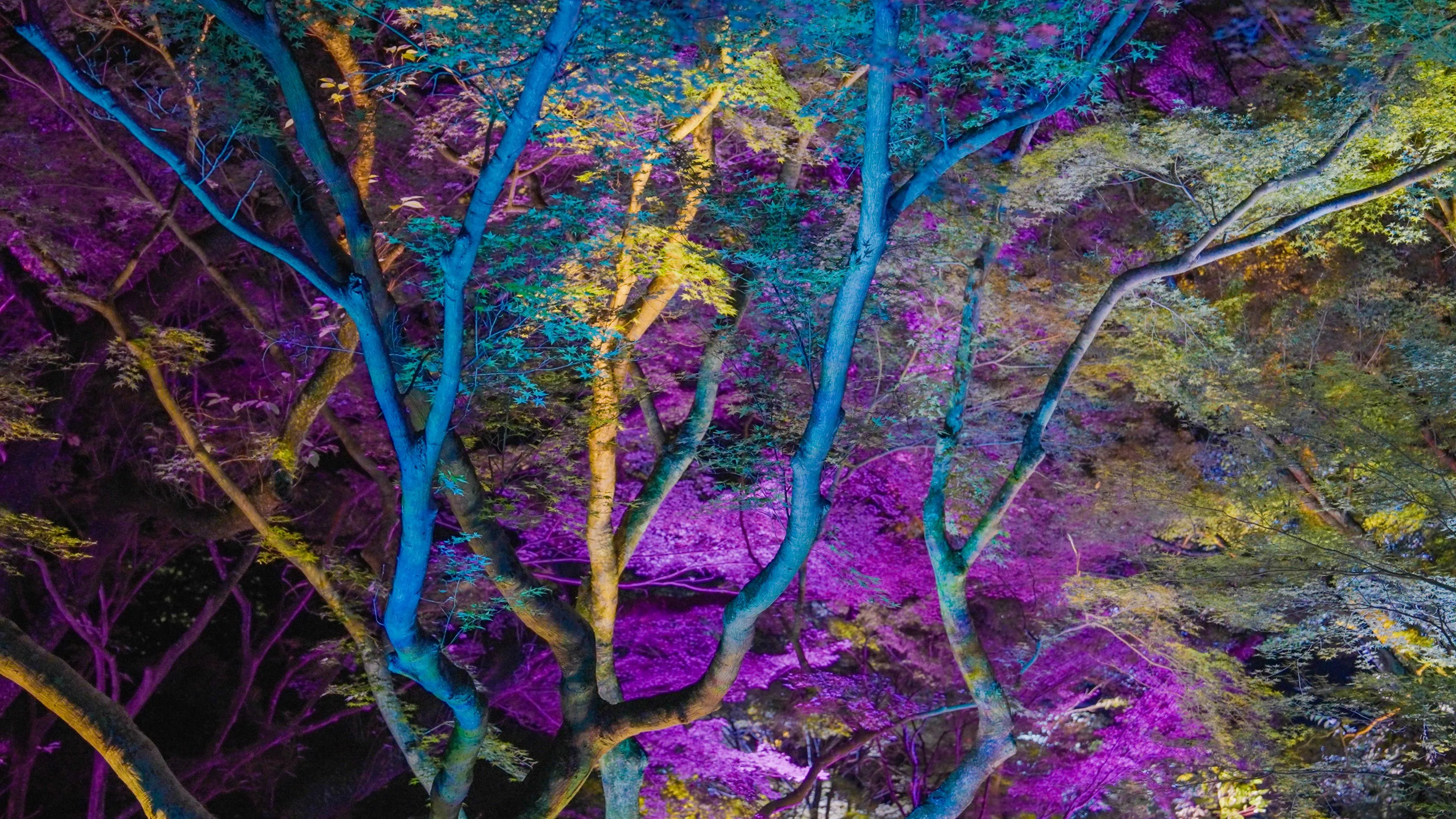 Resonating Forest in the Springs（old：Resonating Forest in the Ravine ...