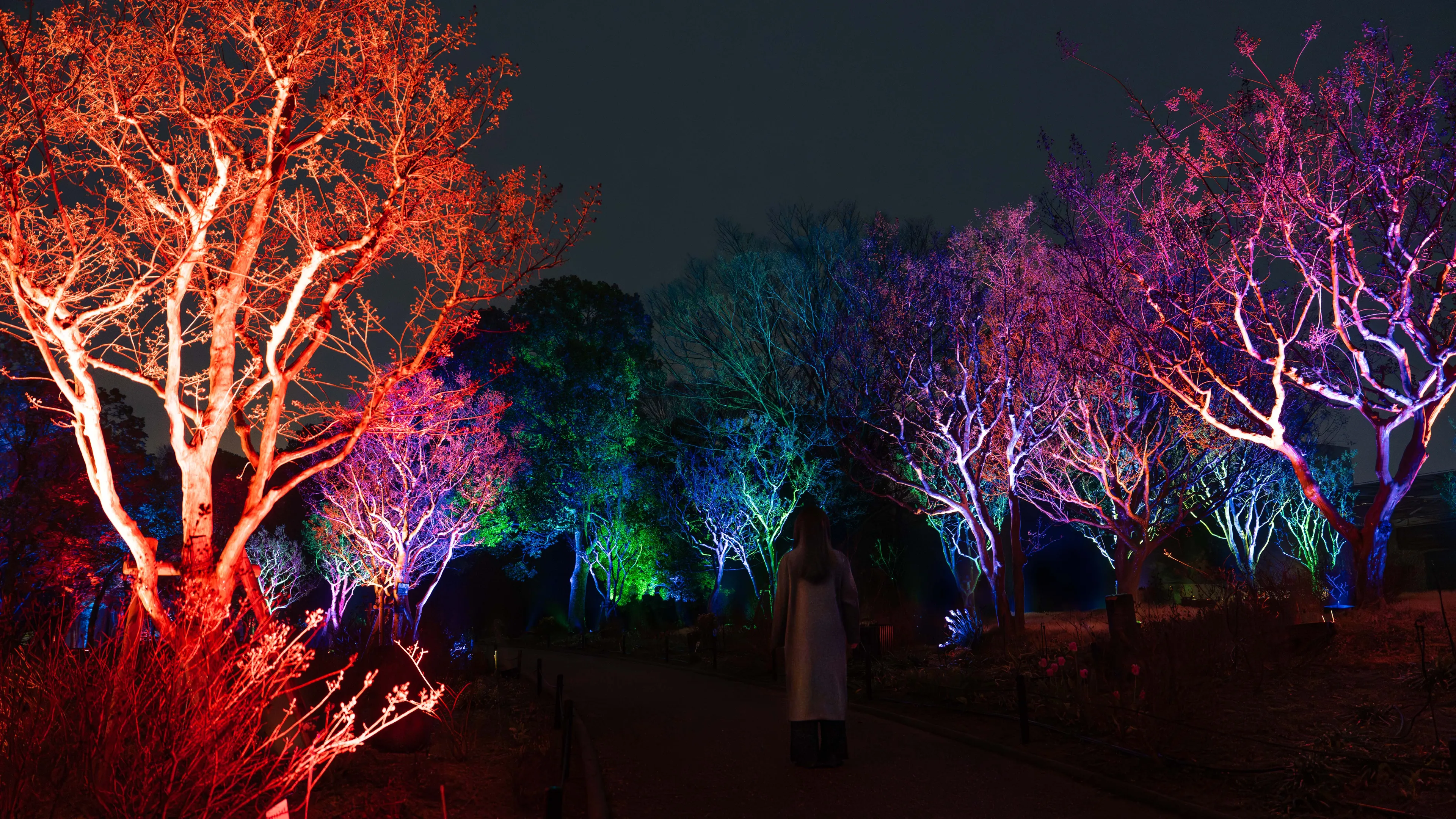Resonating Trees - Crape Myrtles | teamLab