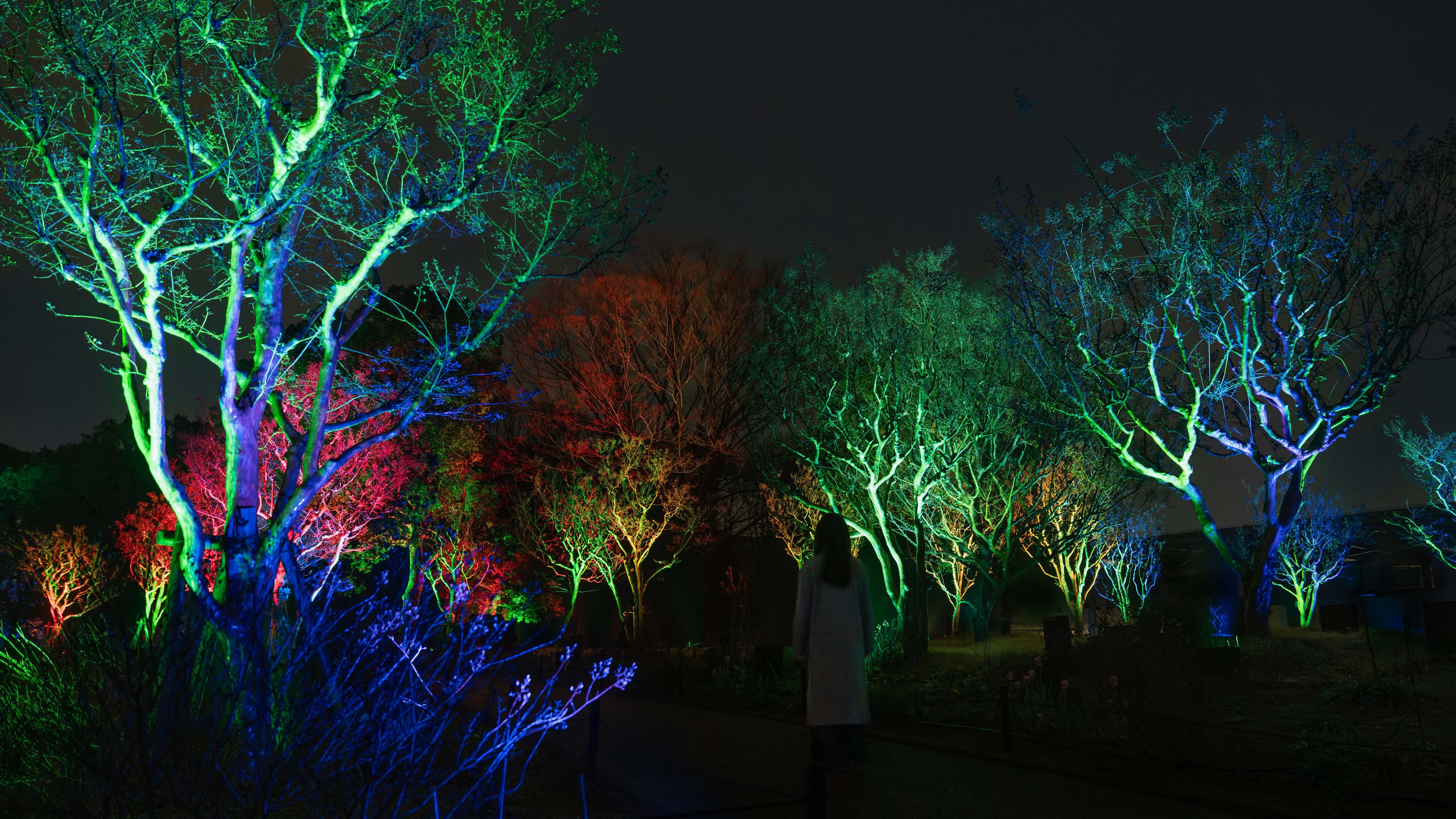 Resonating Trees - Crape Myrtles | teamLab