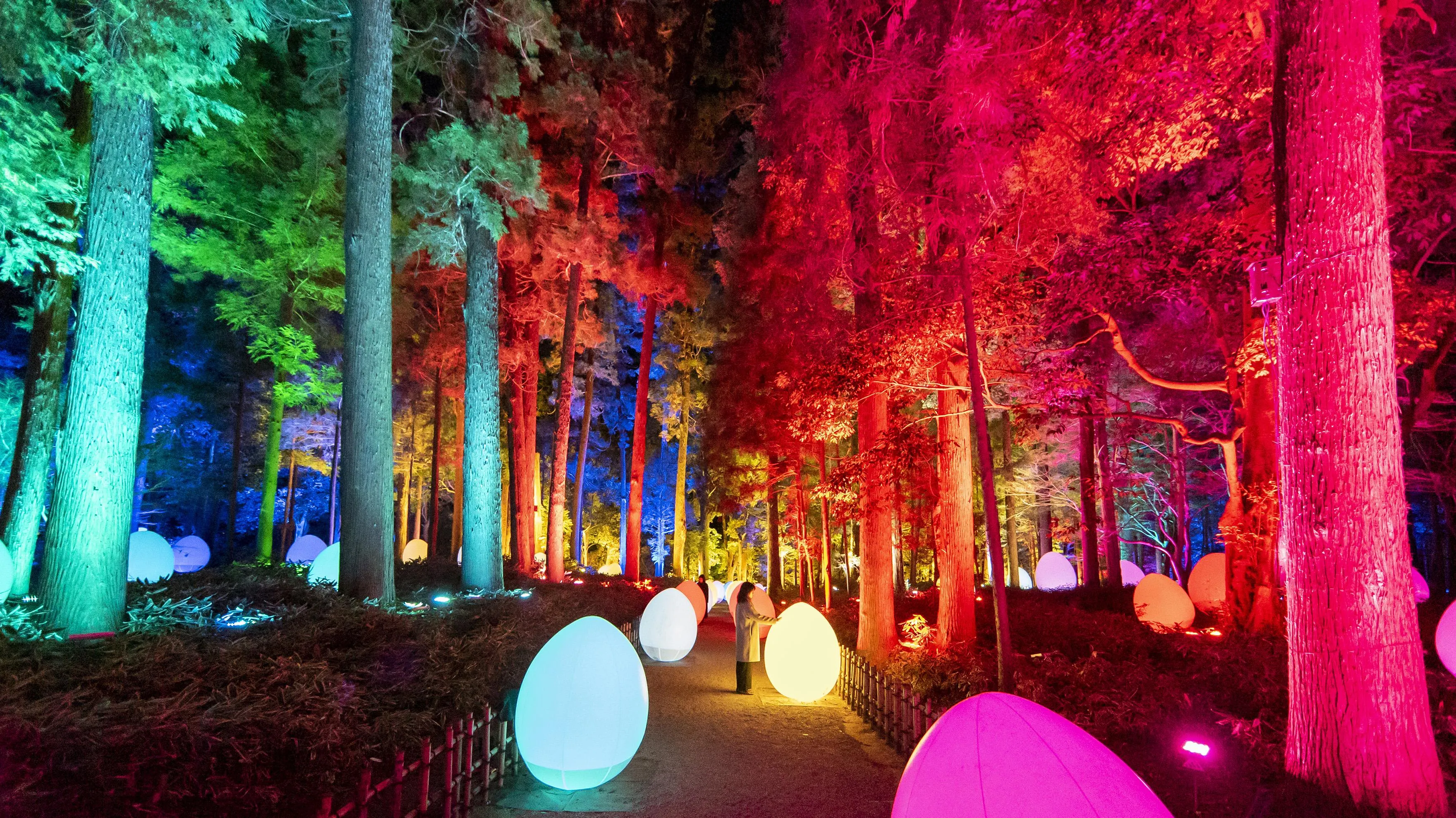 走，走，走──孟宗竹林 / Walk, Walk, Walk - Moso Bamboo Forest | teamLab