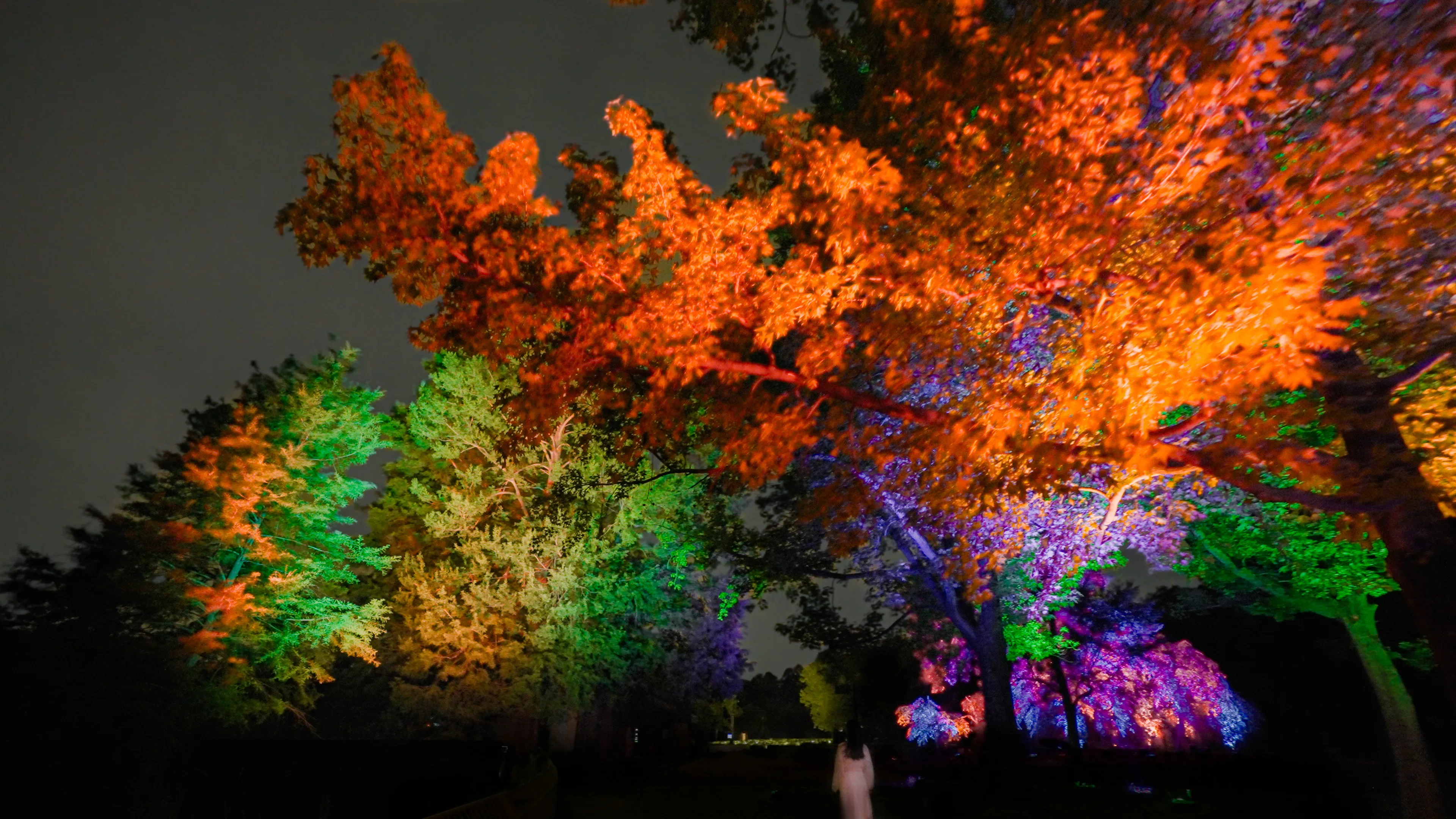 Resonating Trees - Formosan Gum and Cypress Trees | teamLab