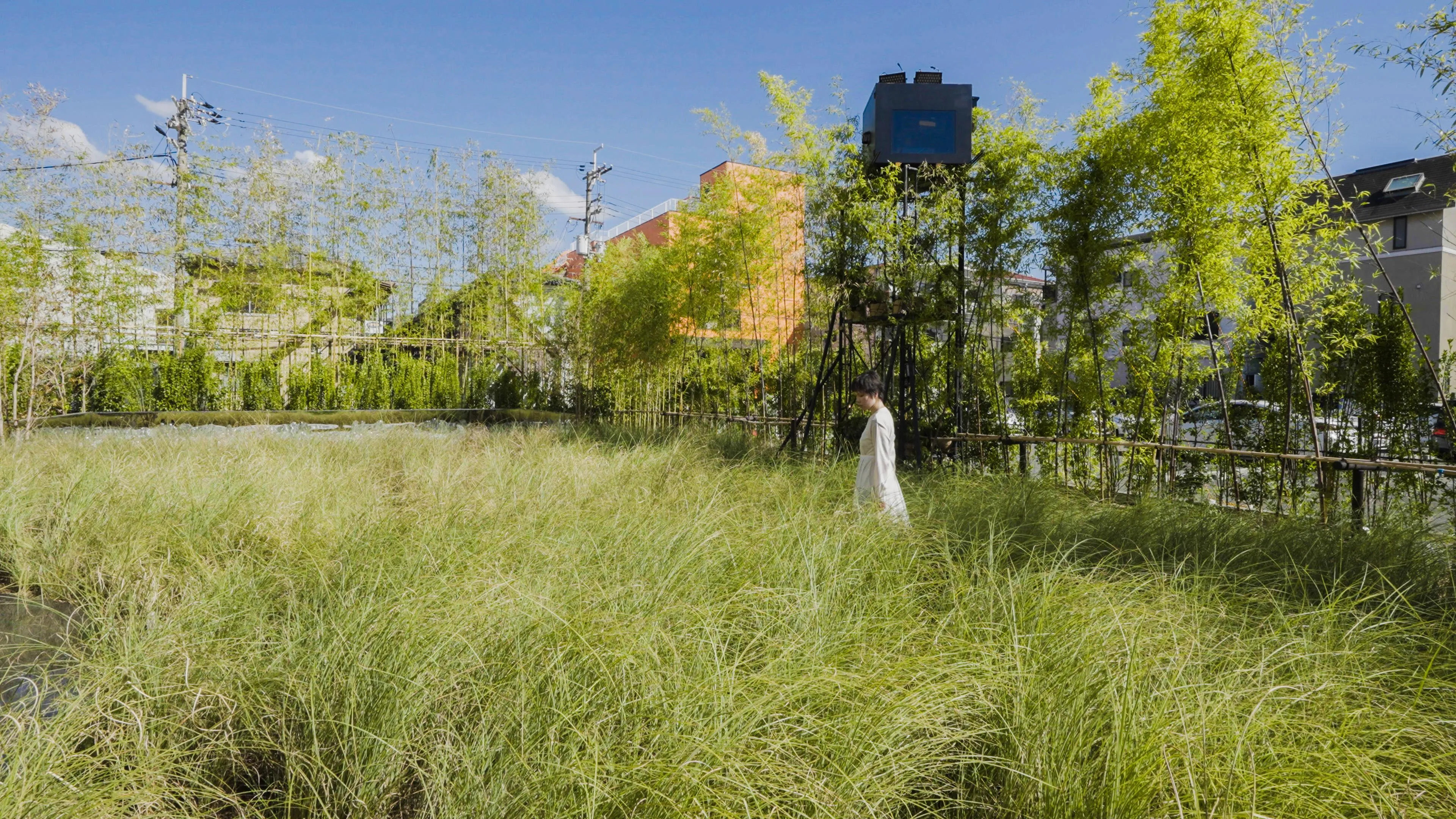 風と雨と太陽の草原 / Field of Wind, Rain and Sun | teamLab / チームラボ